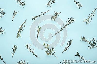 Waxflower composition, twigs chamelaucium on blue background Stock Photo