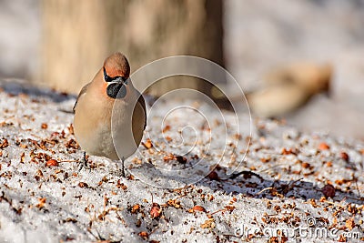 Waxwing bird apples snow Stock Photo