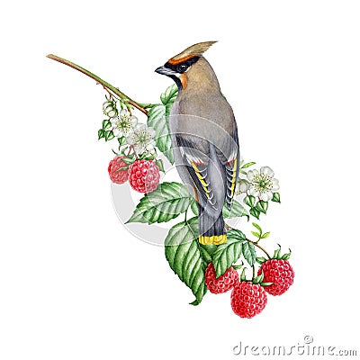 Waxwing bird on a wild forest raspberry twig decor. Watercolor illustration. Garden and forest natural wildlife scene Cartoon Illustration