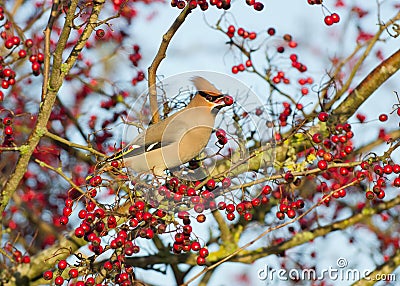 Waxwing (Bombycilla garrulus) Stock Photo