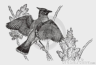 Waxwing bombycilla sitting on a branch and spreading its wings Vector Illustration
