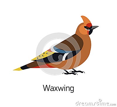 Waxwing isolated on white background. Gorgeous forest passerine bird, adorable arboreal songbird. Cute birdie. Avian Vector Illustration