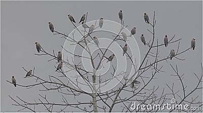 Museum of Waxwings Stock Photo