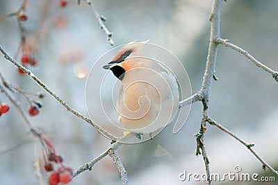 Waxwing winter small bird Stock Photo