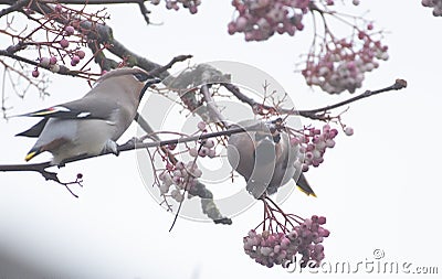 Waxwings in ascandanaviann rowan berry tree Stock Photo