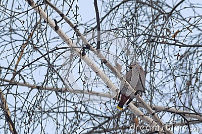 Waxwings on birch branches. Beautiful bird on a background of blue sky. Stock Photo