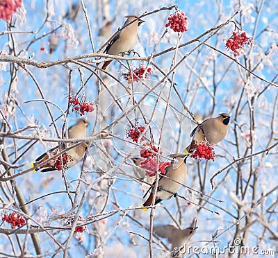 Waxwings Stock Photo