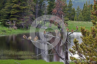 Waxwings Stock Photo