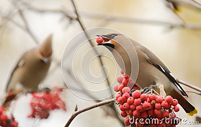 Waxwings with mountain ash Stock Photo