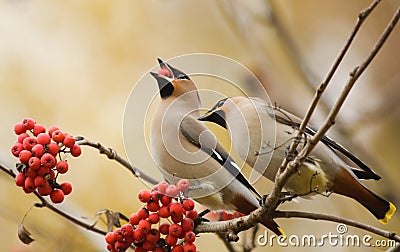 Waxwings with mountain ash Stock Photo