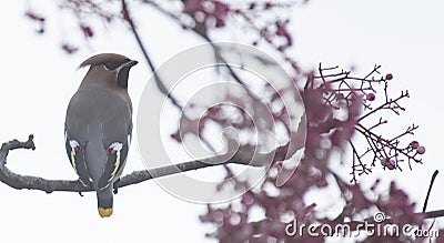 Waxwings in a rowan berry tree Stock Photo