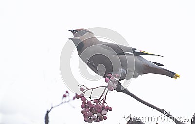 Waxwings in a rowan berry tree Stock Photo