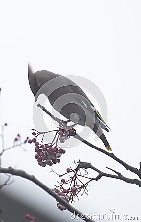 Waxwings in a rowan berry tree Stock Photo