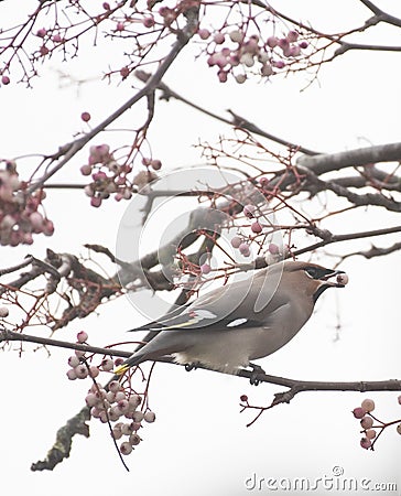 Waxwings in a rowan berry tree Stock Photo