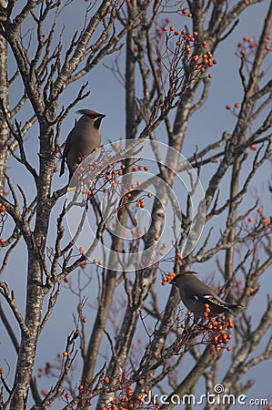 Waxwings in a rowan berry tree Stock Photo