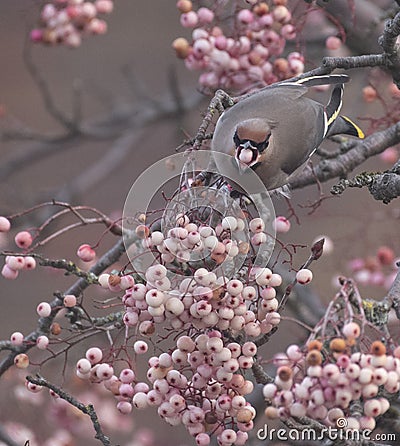 Waxwings in a rowan berry tree Stock Photo