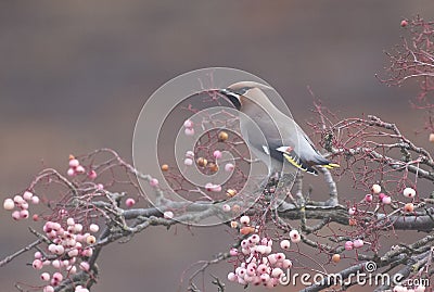 Waxwings in a rowan berry tree Stock Photo