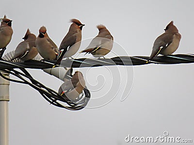 Waxwings sit on a wire Stock Photo