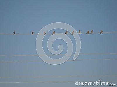 Waxwings on the wires birds on the wire. Stock Photo
