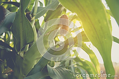 Waxy corn field in sunset. Stock Photo