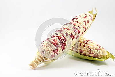 Waxy corns on a white background, space for text Stock Photo