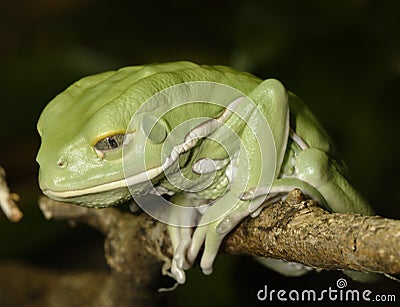 Waxy monkey frog Stock Photo