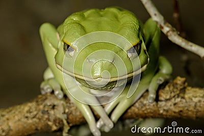 Waxy monkey frog Stock Photo