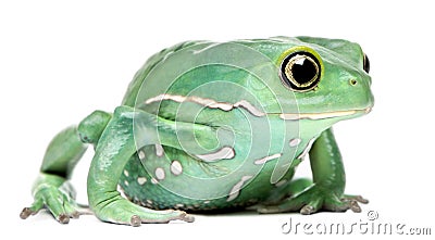 Waxy Monkey Leaf Frog, Phyllomedusa sauvagii Stock Photo