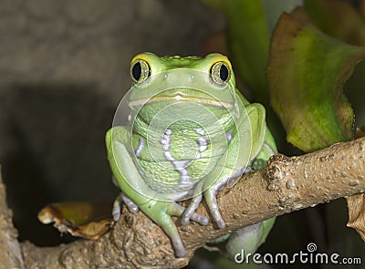 Waxy monkey leaf frog (Phyllomedusa sauvagii) portrait. Stock Photo