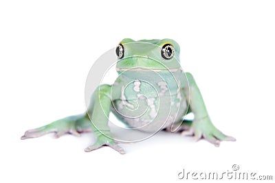 Waxy Monkey Leaf Frog on white background Stock Photo