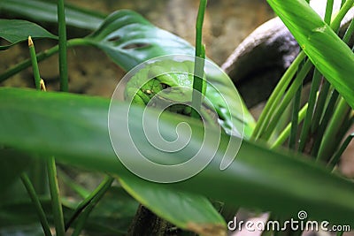 Waxy monkey tree frog Stock Photo