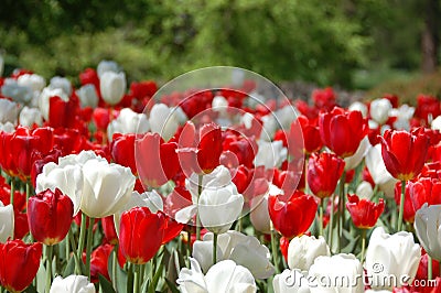 Waxy red and white tulips Stock Photo