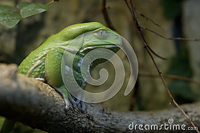 Waxy Tree Frog - Phyllomedusa sauvagii Stock Photo