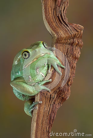 Waxy tree frog portrait Stock Photo