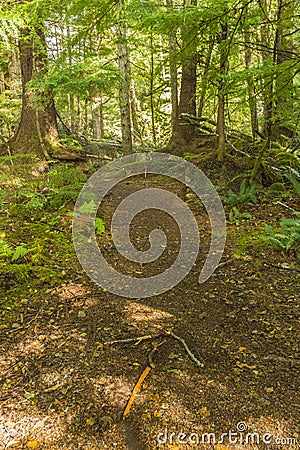 Tongass Forest Path Stock Photo