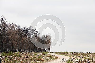 A way through a burnt pine forest after a fire Stock Photo