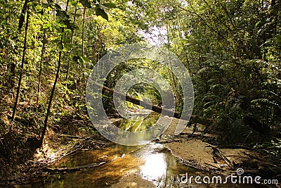 A way through the dense jungle Stock Photo