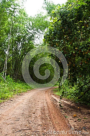 Way in forest Stock Photo