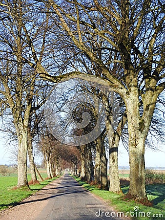 Road and beautiful old trees, Lithuania Stock Photo