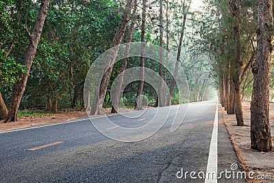 On the way with sunrise morning straight pine tree wood highway Stock Photo