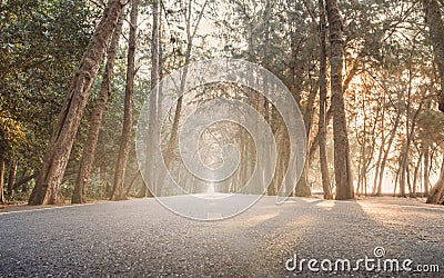 On the way with sunrise morning straight pine tree wood highway Stock Photo
