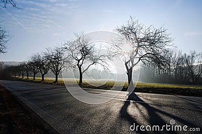 Way of trees in the field with abstract shadow, ou Stock Photo