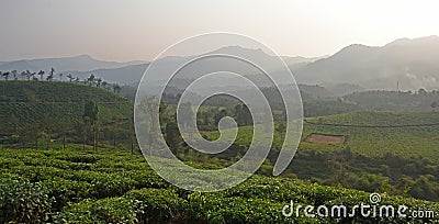 Wayanad tea plantation Stock Photo