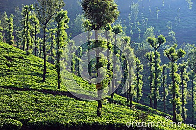 Wayanad-Tea Plantation Stock Photo