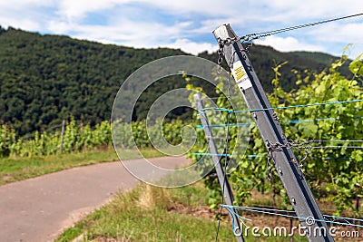 Waymark of Moselsteig close to Ediger-Eller, Germany Editorial Stock Photo