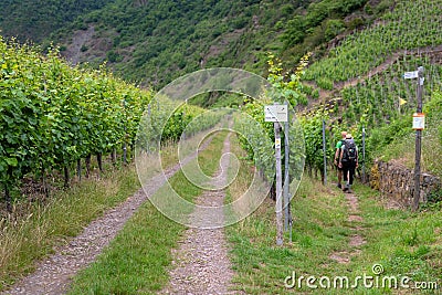 Waymark of Moselsteig close to Ernst, Germany Editorial Stock Photo