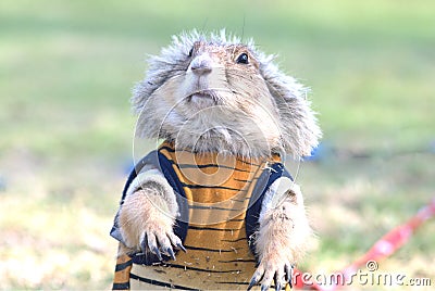 Wearing cloth prairie dog Stock Photo