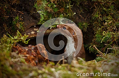 Weasel appearing from dark hole Stock Photo