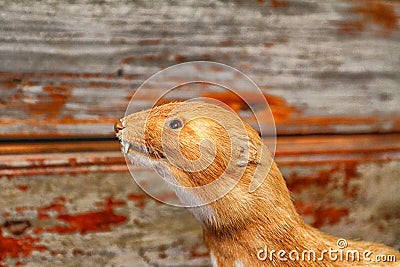 Weasel Stock Photo