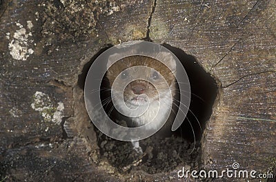 Weasel, Mustela nivalis Stock Photo